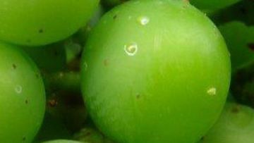 Oeuf de ver de grappe